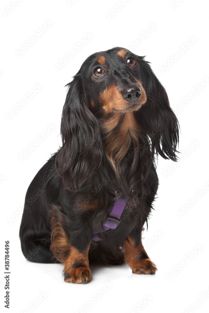black and tan miniature dachshund black and tan miniature dachshund