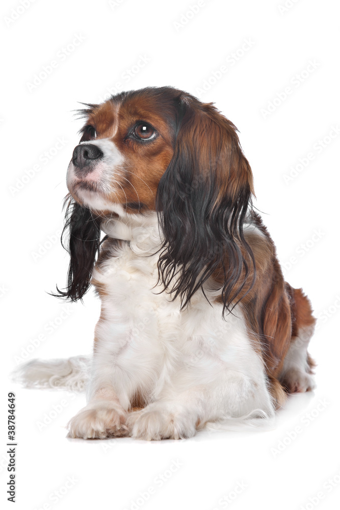 Cavalier King Charles spaniel Cavalier King Charles spaniel