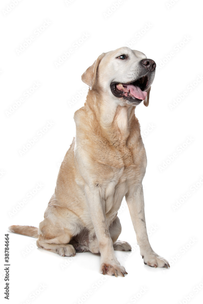 Yellow Labrador Retriever Yellow Labrador Retriever