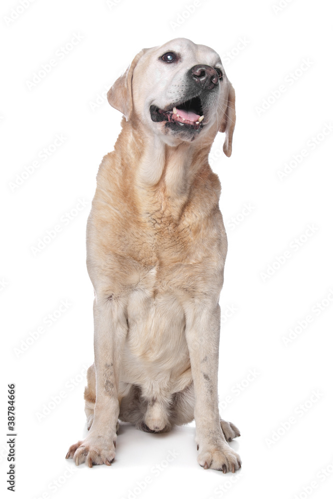 Yellow Labrador Retriever