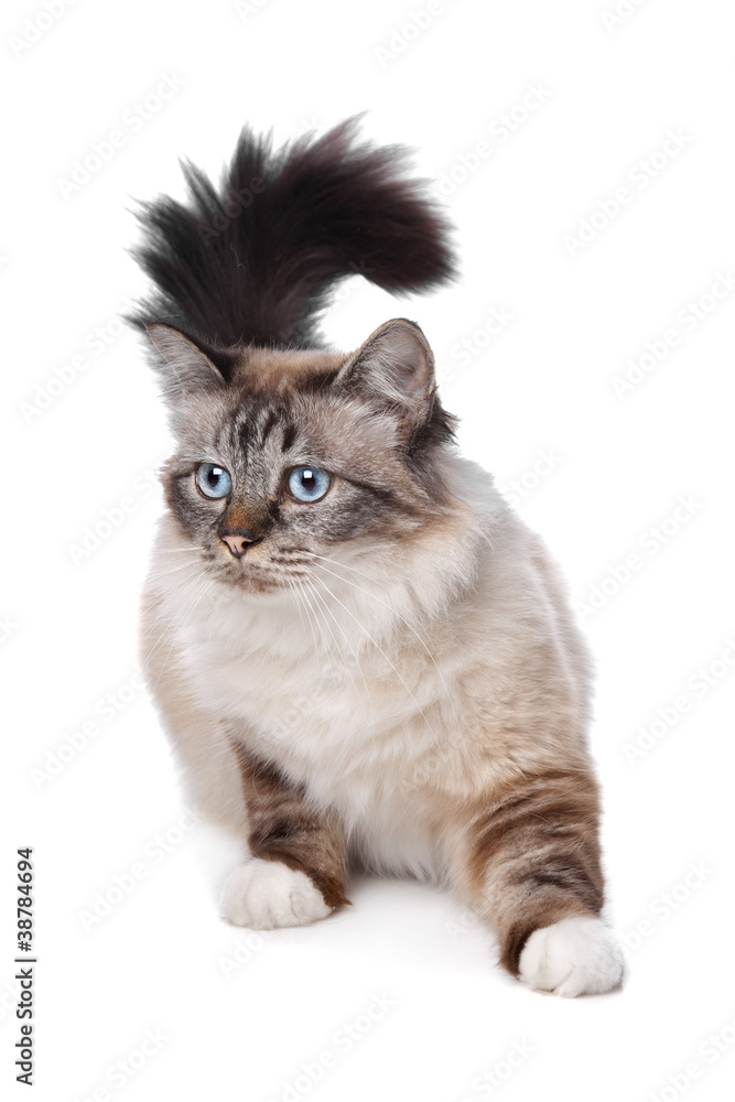 Obraz premium Sacred Birman