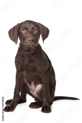 Chocolate Labrador puppy