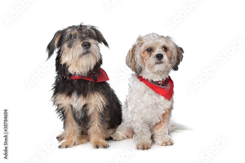 Boomer and maltese dog