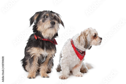 Fototapeta Naklejka Na Ścianę i Meble -  Boomer and maltese dog