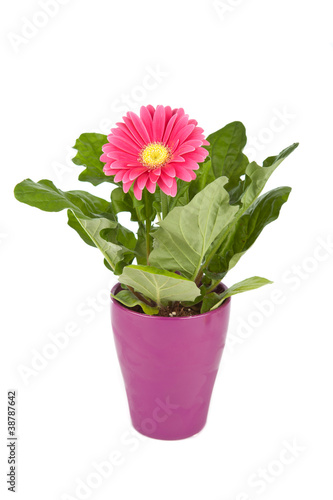 Wallpaper Mural Gerberapflanze im Blumentopf Torontodigital.ca