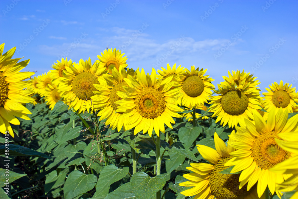 Fototapeta premium Sunflover field