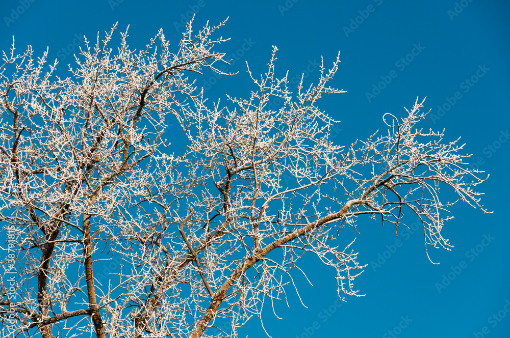 Frozen branches on blue Frozen branches on blue