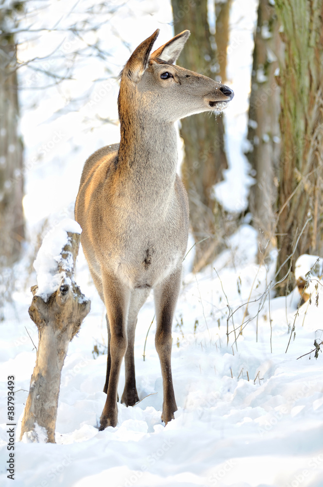 Deer in winter forest Deer in winter forest