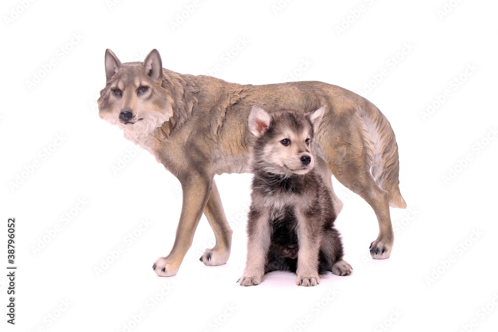 Wolfshund Welpe mit Wolfsfigur sitzend rechts