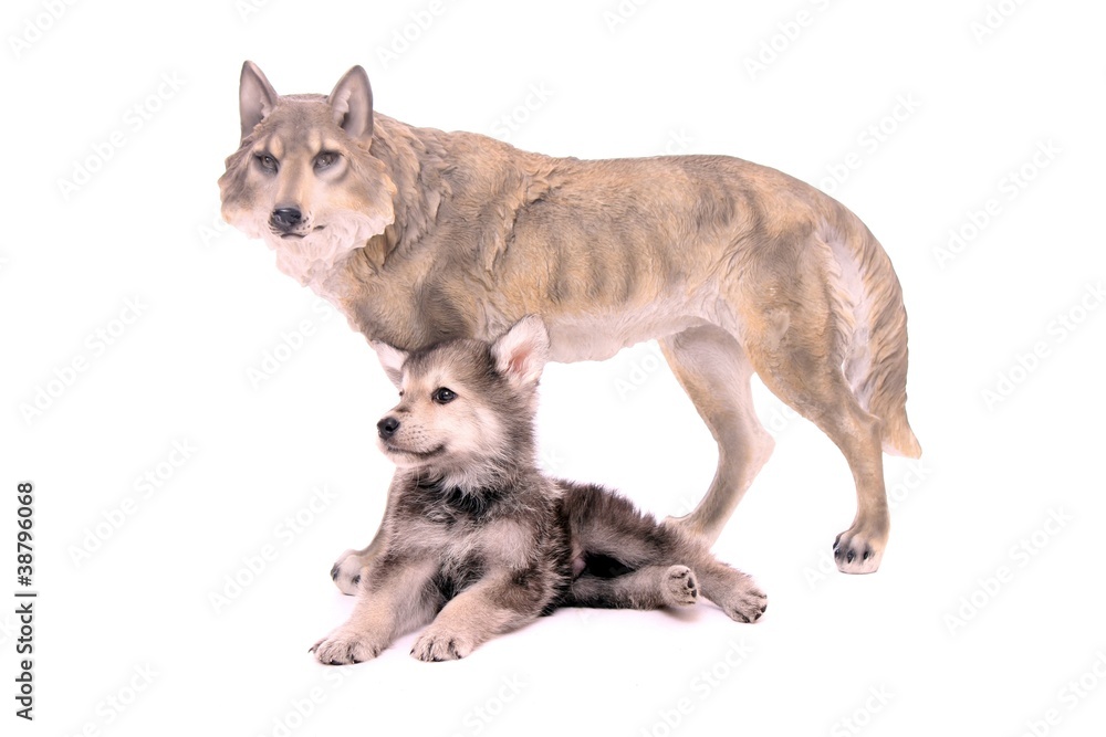 Wolfshund Welpe mit Wolfsfigur liegend Wolfshund Welpe mit Wolfsfigur liegend