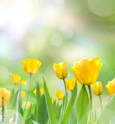 beautiful yellow tulips with light reflect in morning