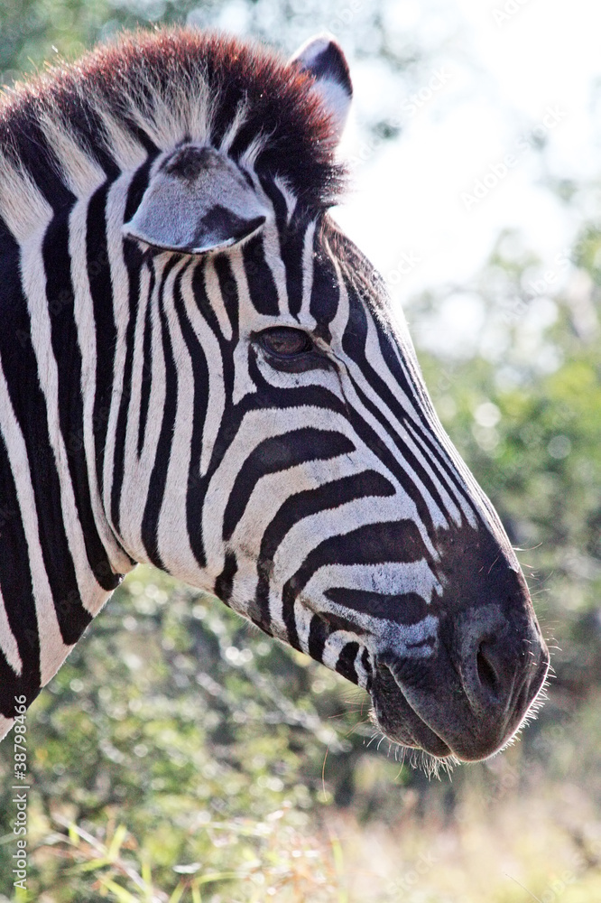 Naklejka premium Zebra Portrait