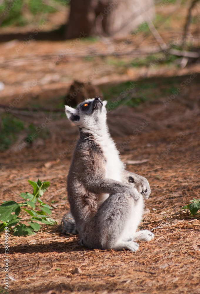 Ring-tailed lemur (Lemur Catta) looks up