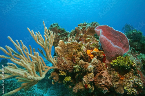 Variety of Corals and Sponges on a Coral Reef - Cozumel