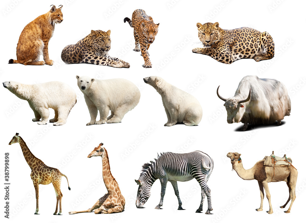 Set of  animals. Isolated over white