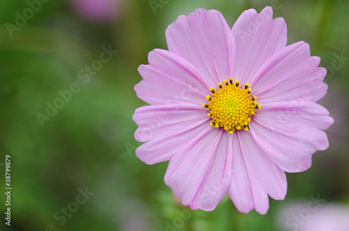 Single pink cosmos flower