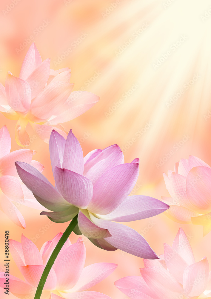 蓮の花 蓮の花