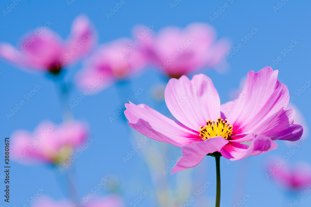 Beautiful cosmos flowers