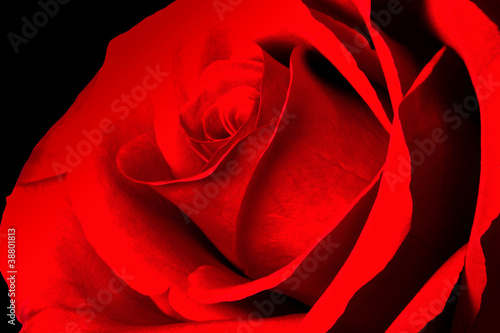 Closeup of red rose, isolated