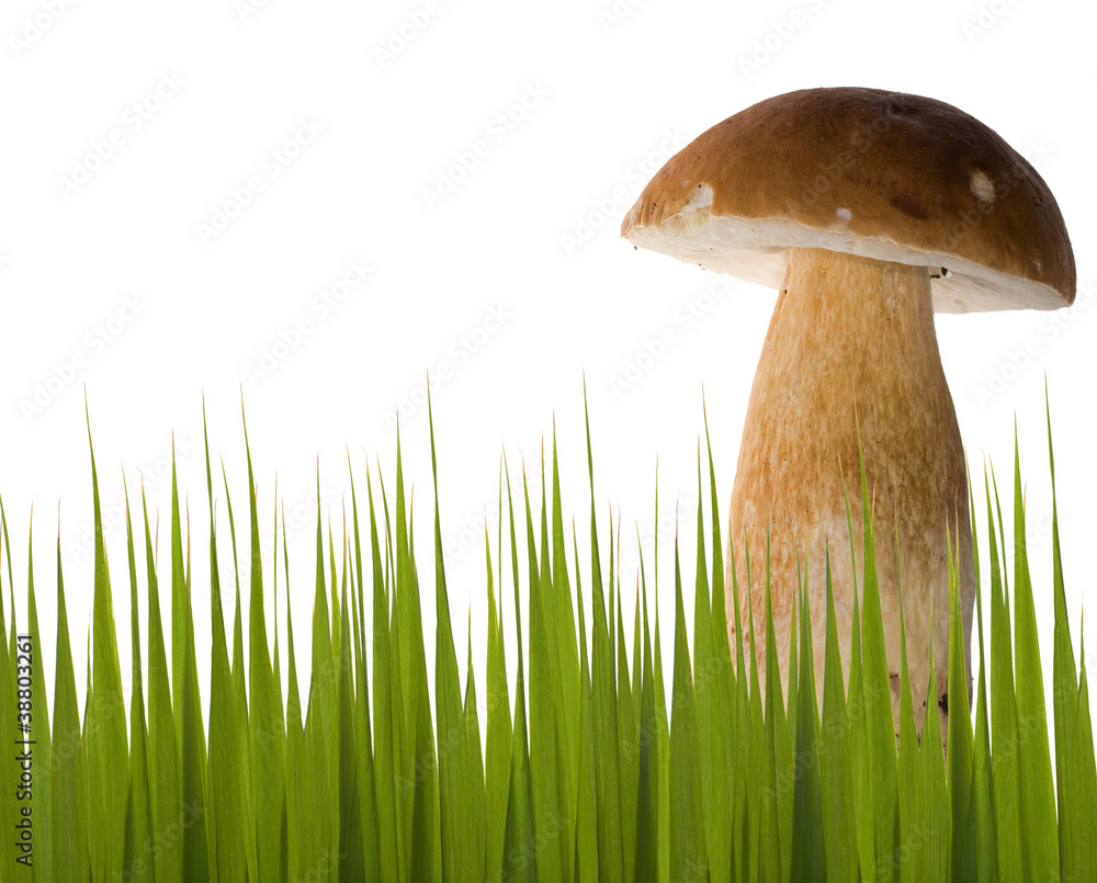 single cep mushroom in grass single cep mushroom in grass