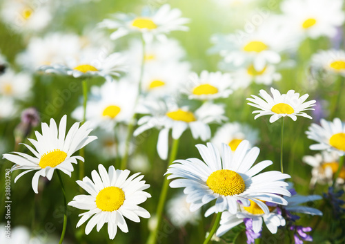 field of daisy flowers © Iakov Kalinin