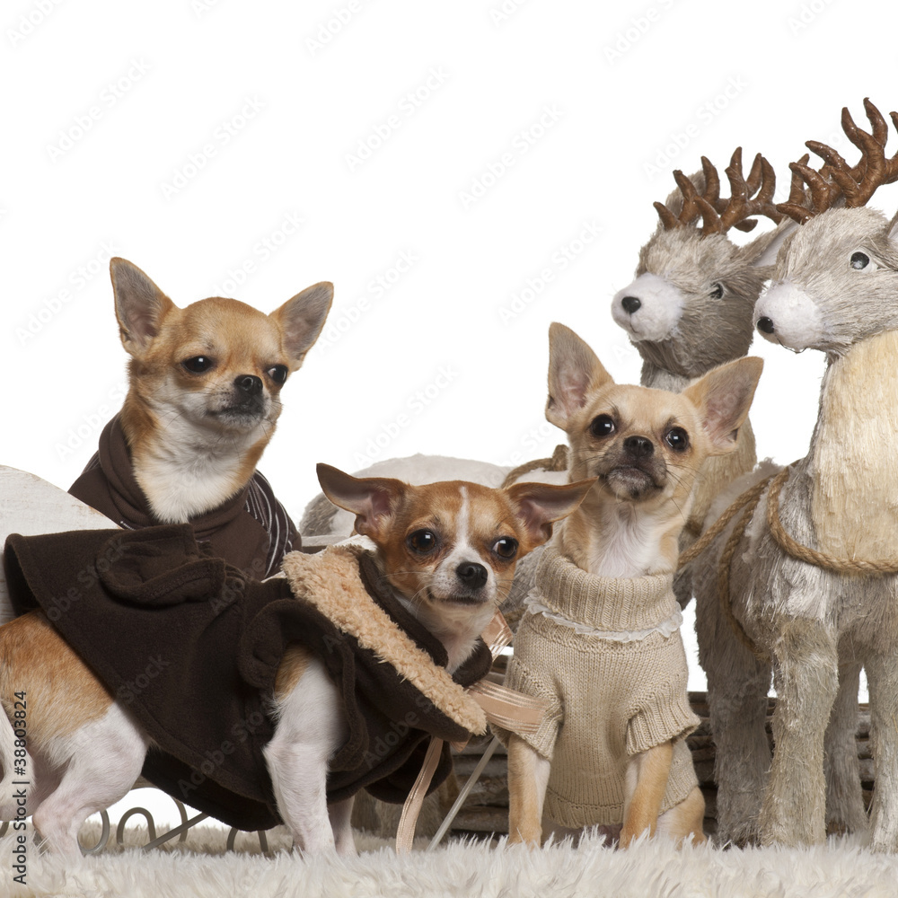 Chihuahuas in Christmas sleigh in front of white background Chihuahuas in Christmas sleigh in front of white background
