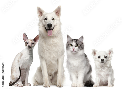 Fototapeta Naklejka Na Ścianę i Meble -  Group of dogs and cats sitting in front of white background