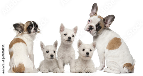 Group of dogs in front of white background © Eric Isselée