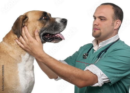 Vet examining a mixed-breed dog in front of white background