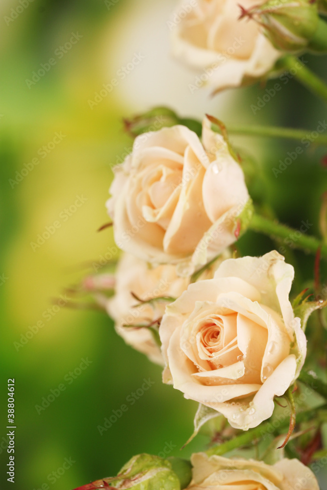 Beautiful small roses on green background Beautiful small roses on green background