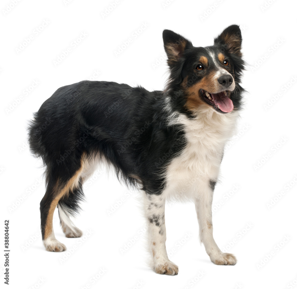 Border collie in front of white background