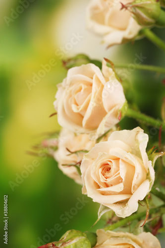 Beautiful small roses on green background