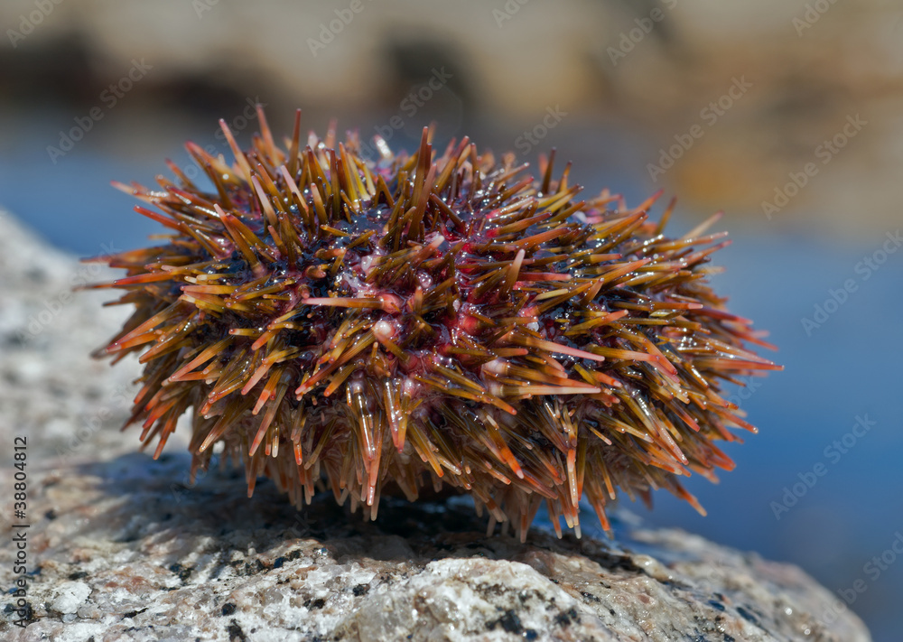 Fototapeta premium Sea-urchin 11