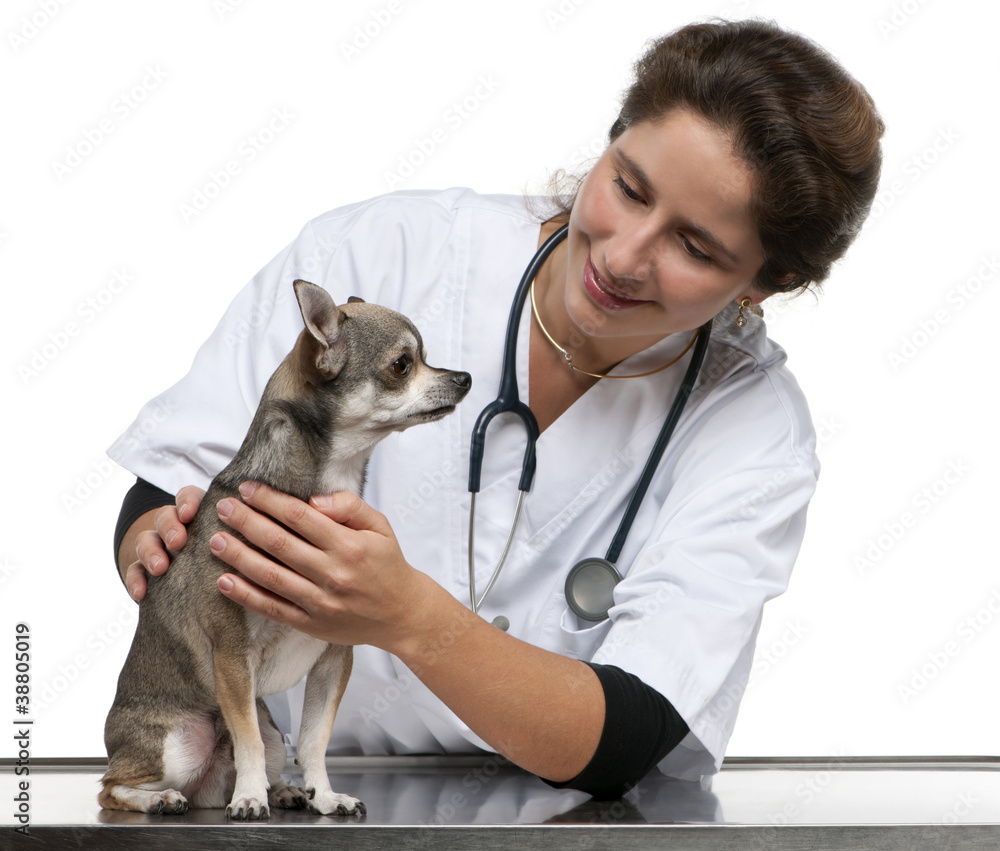 Vet examining a Chihuahua in front of white background
