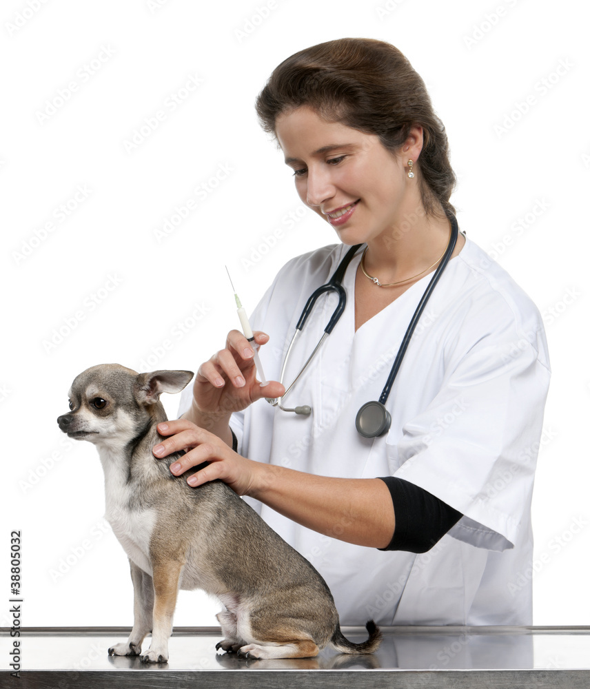 Vet giving an injection to a Chihuahua in front of white Vet giving an injection to a Chihuahua in front of white