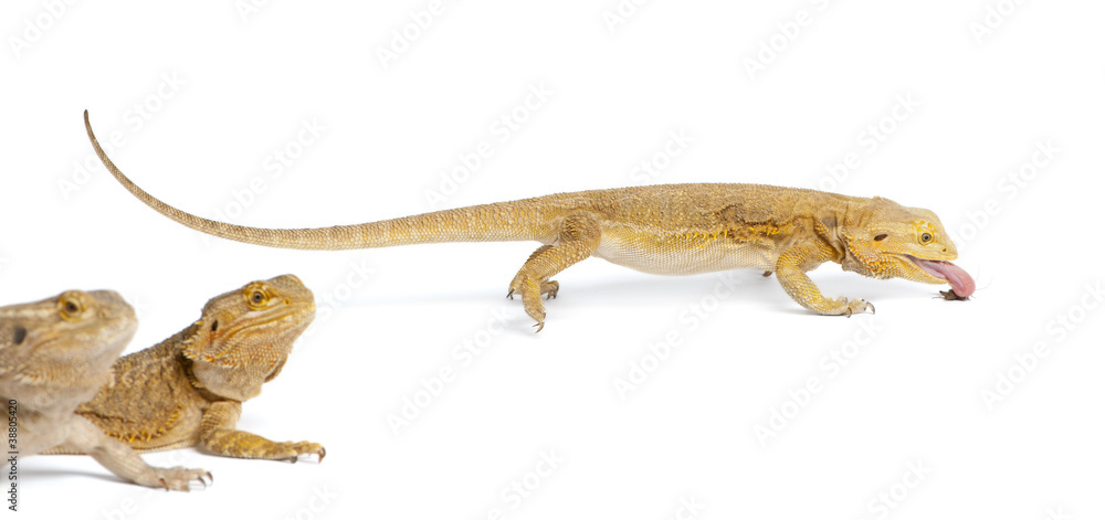 Fototapeta premium Central Bearded Dragon, Pogona vitticeps, eating a cricket
