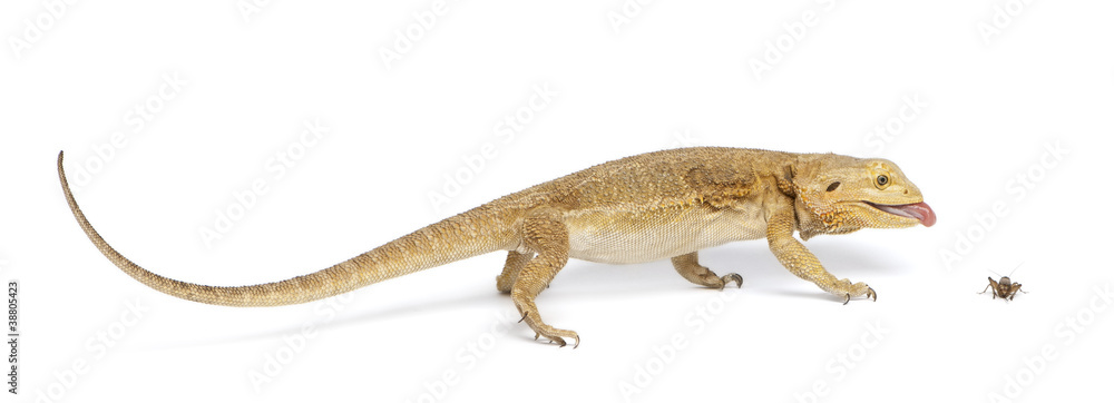 Fototapeta premium Central Bearded Dragon, Pogona vitticeps, chasing a cricket