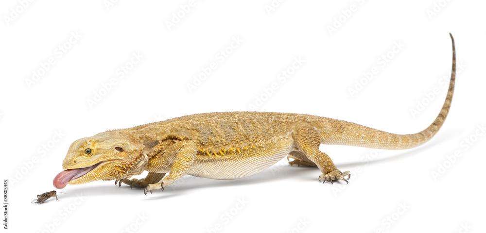 Fototapeta premium Central Bearded Dragon, Pogona vitticeps, chasing a cricket