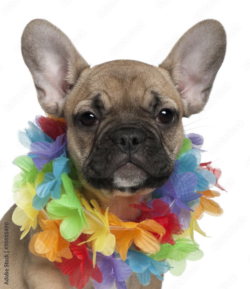 French Bulldog puppy, 3 months old, wearing a Hawaiian lei