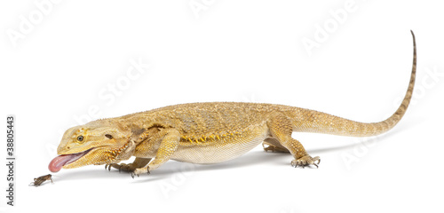 Central Bearded Dragon, Pogona vitticeps, chasing a cricket