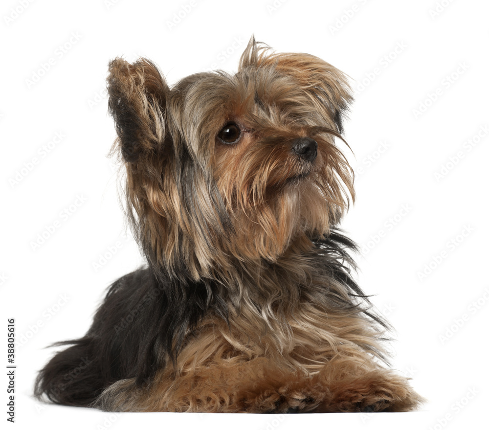 Yorkshire Terrier, 8 months old, lying in front of white Yorkshire Terrier, 8 months old, lying in front of white