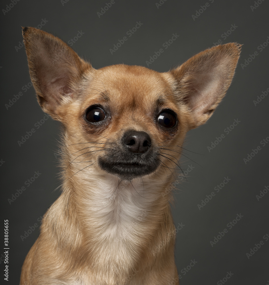 Chihuahua, 1 year old, in front of white background