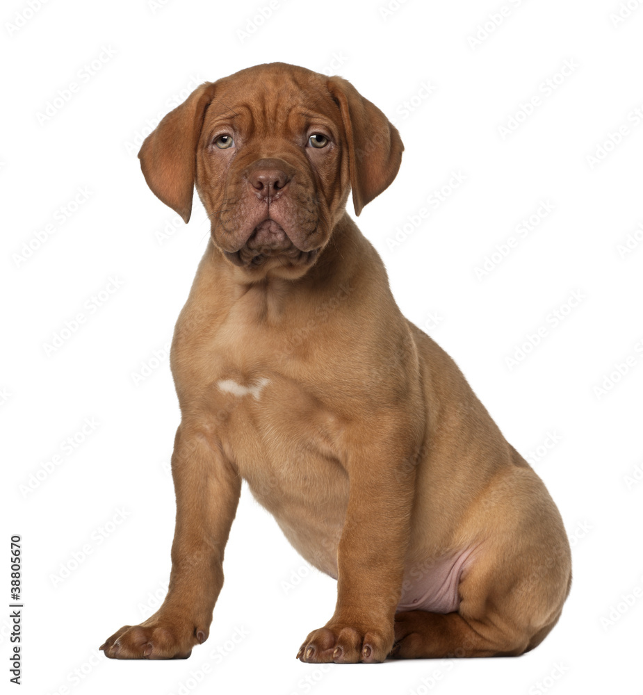 Dogue de Bordeaux puppy, 8 weeks old, sitting in front of white