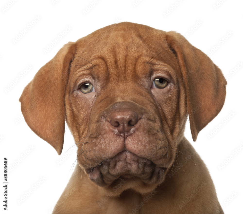 Dogue de Bordeaux puppy, 8 weeks old, in front of white