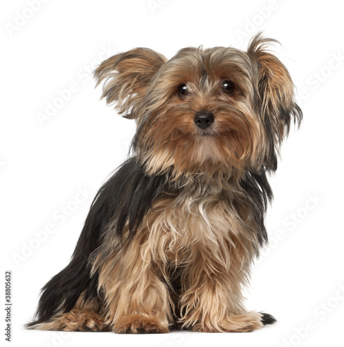 Yorkshire Terrier, 8 months old, sitting in front of white