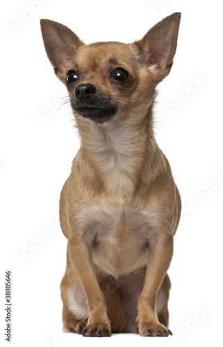 Chihuahua, 1 year old, sitting in front of white background