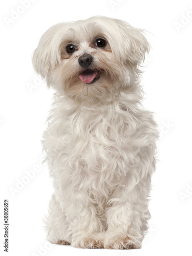 Maltese, 6 years old, sitting in front of white background © Eric Isselée