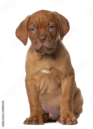 Dogue de Bordeaux puppy  8 weeks old  sitting in front of white