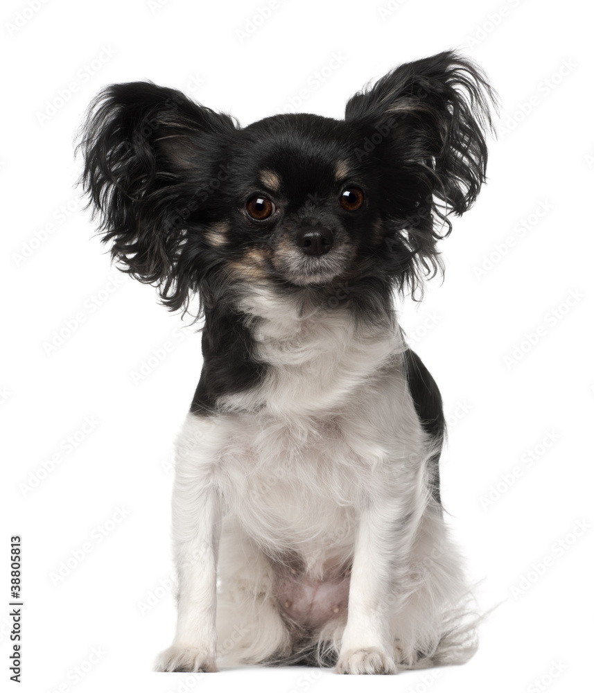 Crossbreed dog sitting in front of white background Crossbreed dog sitting in front of white background