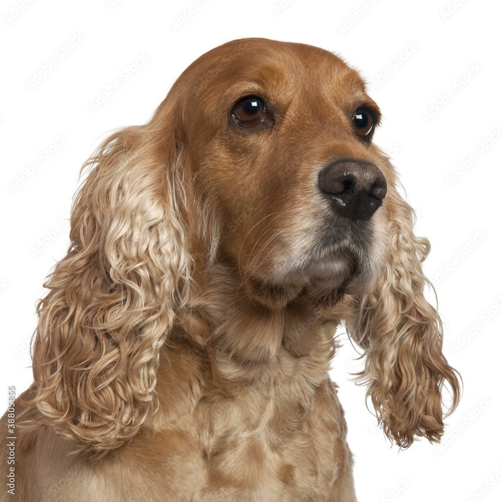 English Cocker Spaniel, 4 years old, in front of white